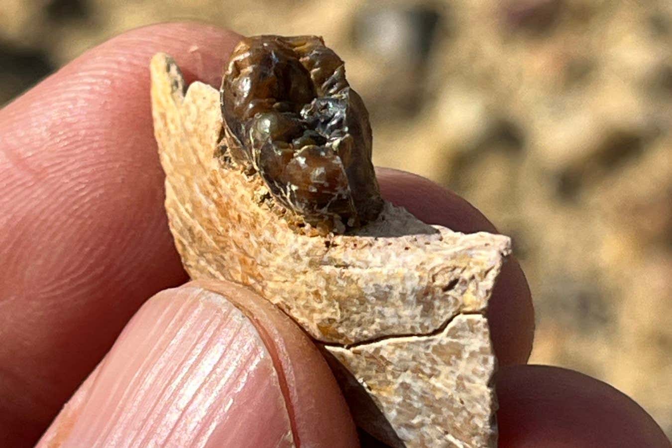 قطعة الفك السفلي Masripithecus moghraensis مع M3 الأيمن في لحظة اكتشافها.