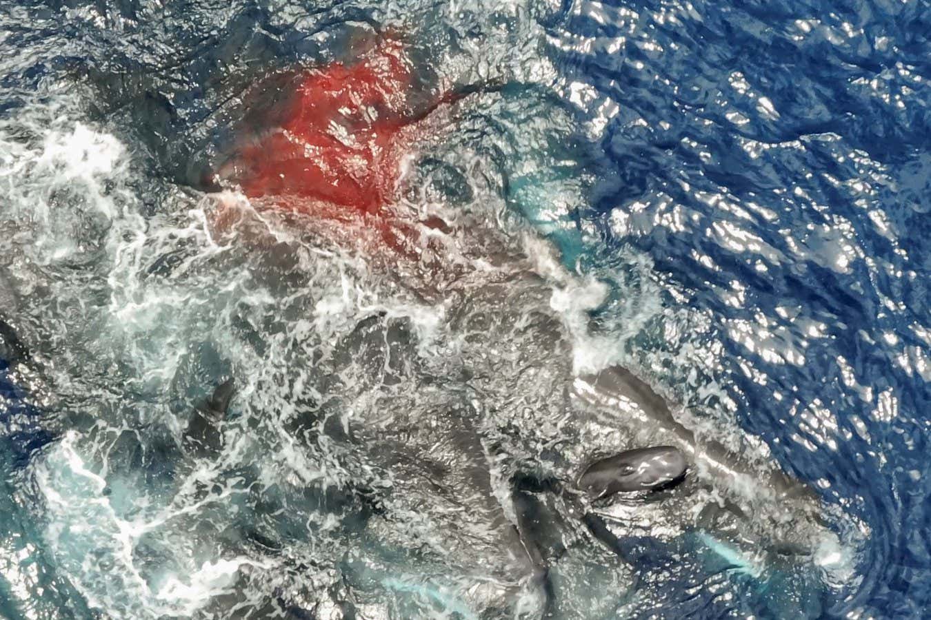 يخرج حوت العنبر حديث الولادة من الماء بعد الولادة (أسفل اليمين) وتدعمه إناث حيتان العنبر من الوحدة أ.
